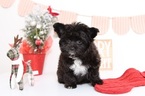 Small Photo #1 Yoranian Puppy For Sale in NAPLES, FL, USA