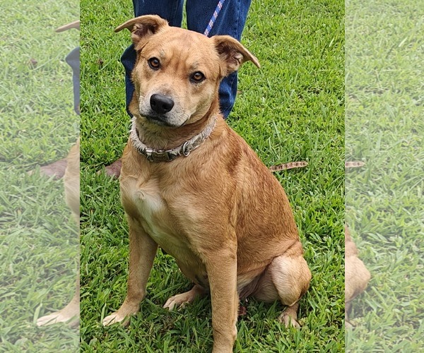 Medium Photo #16 Labrador Retriever-Unknown Mix Puppy For Sale in Talladega, AL, USA
