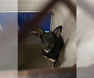 German Shepherd Dog Dogs for adoption in Stockton, CA, USA