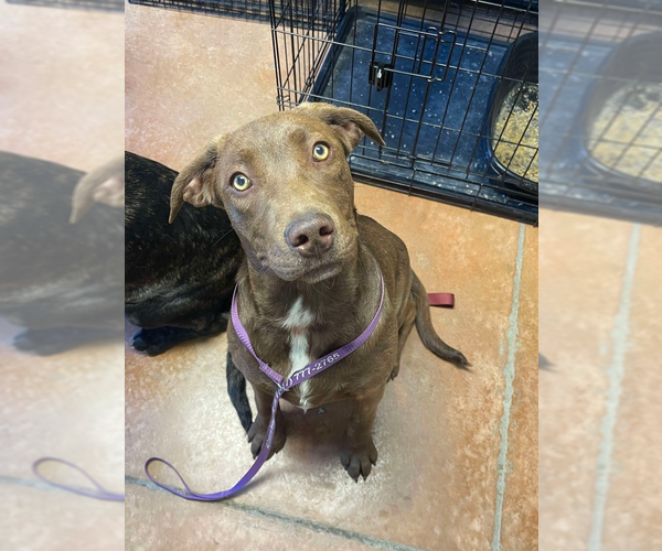 Medium Photo #2 Labrador Retriever-Unknown Mix Puppy For Sale in Bolivar, MO, USA