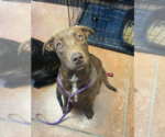 Small #1 Labrador Retriever Mix