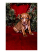 Small Photo #25 Australian Cattle Dog-Catahoula Leopard Dog Mix Puppy For Sale in WELLMAN, IA, USA