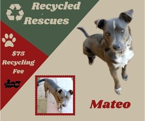 Mutt Dogs for adoption in Lindsay, CA, USA