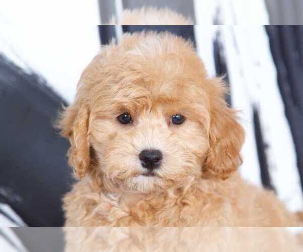 Medium Photo #2 Bichpoo Puppy For Sale in BEL AIR, MD, USA