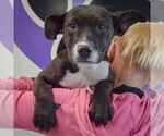 Small #5 American Staffordshire Terrier Mix