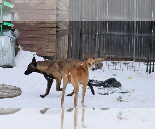 Medium Photo #21 Saluki-Whippet Mix Puppy For Sale in Sebec, ME, USA