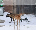 Small #20 Saluki-Whippet Mix