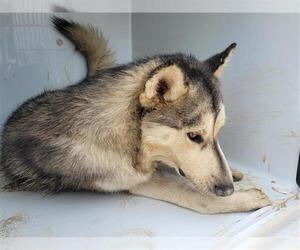 German Shepherd Dog-Huskies Mix Dogs for adoption in Houston, TX, USA