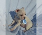 Small Photo #43 Boston Terrier Puppy For Sale in ALBANY, OH, USA
