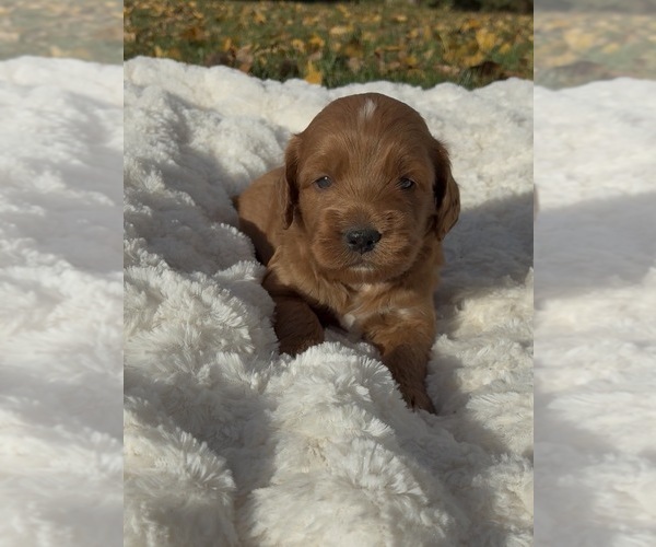 Medium Photo #1 Goldendoodle (Miniature) Puppy For Sale in RANDOLPH, WI, USA