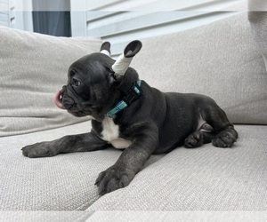 French Bulldog Puppy for sale in BROOKLYN, NY, USA