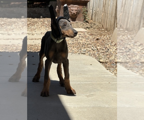 Medium Photo #2 Doberman Pinscher Puppy For Sale in CERES, CA, USA