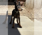 Small #1 Doberman Pinscher