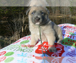 Small #3 German Shepherd Dog