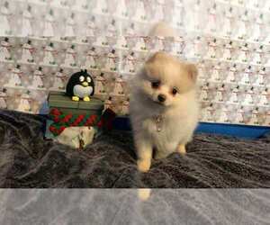 Pomeranian Puppy for sale in BAKERSFIELD, CA, USA