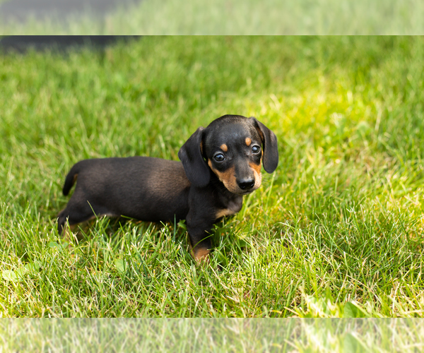 Medium Photo #16 Dachshund Puppy For Sale in MILFORD, IN, USA