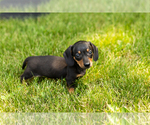 Small #15 Dachshund