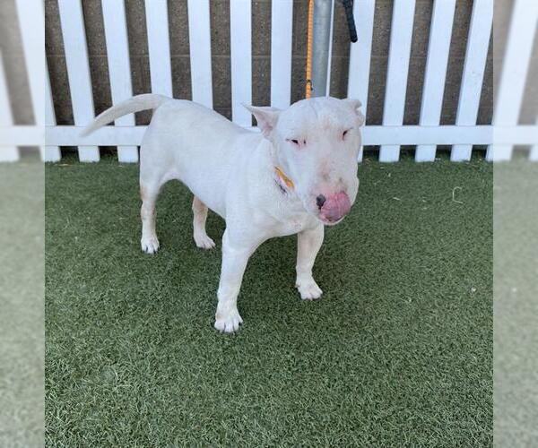 Medium Photo #1 Bull Terrier Puppy For Sale in Modesto, CA, USA
