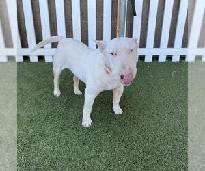 Bull Terrier Dogs for adoption in Modesto, CA, USA