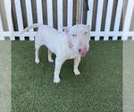 CHICO - Male Bull Terrier Dog for Adoption - Small photo