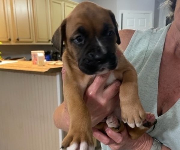 Medium Photo #1 Boxer Puppy For Sale in BAY MINETTE, AL, USA
