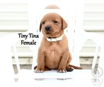 Puppy Tiny Tina Labrador Retriever