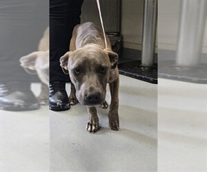 Mutt Dogs for adoption in Fayetteville, NC, USA