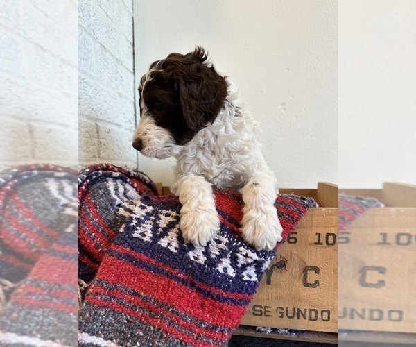 Medium Photo #12 Brittnepoo Puppy For Sale in SALEM, MO, USA