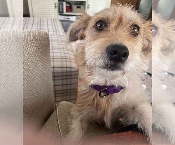 Medium Photo #5 Mutt Puppy For Sale in Brooklyn Center, MN, USA