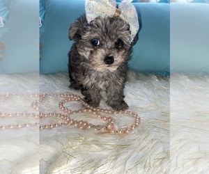 YorkiePoo Puppy for sale in BEECH GROVE, IN, USA