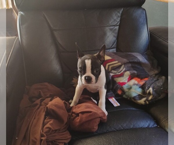 Medium Photo #2 Boston Terrier Puppy For Sale in BAMBERG, SC, USA