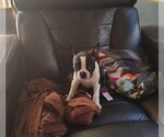 Small #1 Boston Terrier