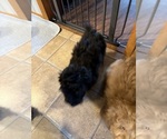 Small #3 Aussiedoodle-Labradoodle Mix