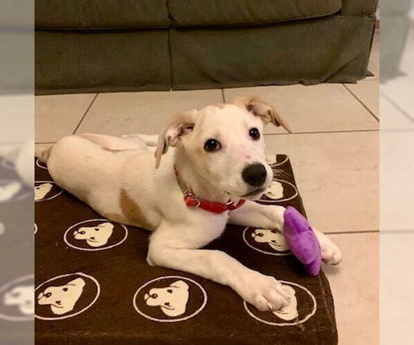 Medium Photo #5 Mutt Puppy For Sale in Canton, CT, USA