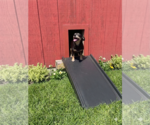 Small #2 Dachshund