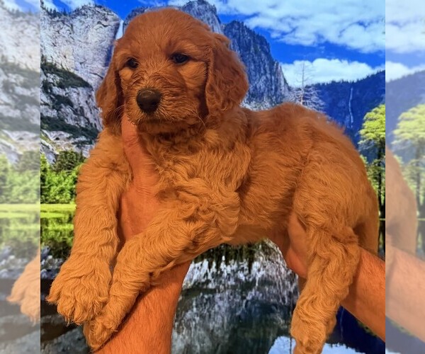 Medium Photo #5 Goldendoodle Puppy For Sale in FOUNTAIN VALLEY, CA, USA