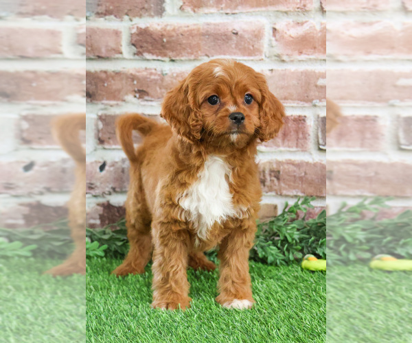 Medium Photo #14 Cavapoo (Miniature) Puppy For Sale in SYRACUSE, IN, USA
