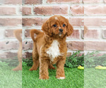 Small #13 Cavapoo (Miniature)