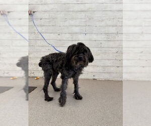Maltipoo Dogs for adoption in San Bernardino, CA, USA