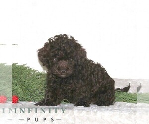 Shih Tzu-YorkiePoo Mix Puppy for sale in RISING SUN, MD, USA
