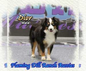 Miniature Australian Shepherd Puppy for sale in FORESTBURG, TX, USA