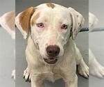 Small Labrador Retriever Mix