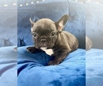 Small Photo #2 French Bulldog Puppy For Sale in MALIBU, CA, USA