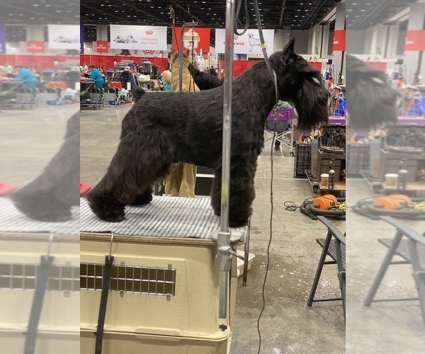 Medium Photo #1 Schnauzer (Miniature) Puppy For Sale in CLERMONT, FL, USA
