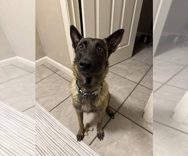 Medium Photo #4 Mutt Puppy For Sale in Imlay City, MI, USA