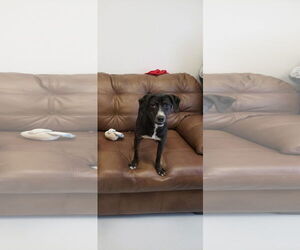 - Mix Dogs for adoption in Mt. Gilead, OH, USA