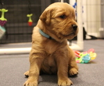 Puppy Skye Golden Retriever