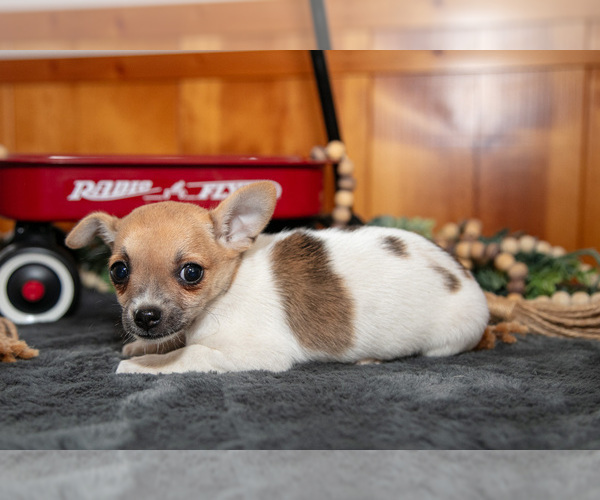 Medium Photo #3 Chihuahua Puppy For Sale in GENEVA, IN, USA
