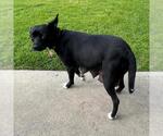 Small #5 Chihuahua Mix