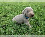 Small Photo #4 Weimaraner Puppy For Sale in SOCIAL CIRCLE, GA, USA